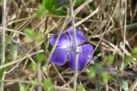 Vinca major
