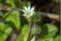 Stellaria media