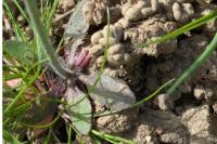 Arabidopsis thaliana