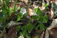 Oxalis acetosella