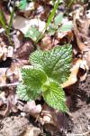 Lamium galeobdolon