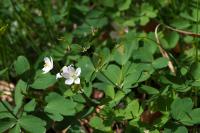 Isopyrum thalictroides