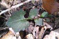 Lapsana communis