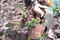 Lapsana communis