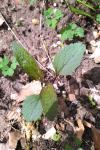 Scrophularia