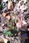 Viola reichenbachiana