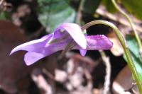 Viola reichenbachiana