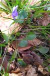 Viola riviniana