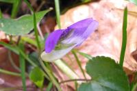 Viola riviniana
