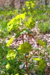 Euphorbia amygdaloides
