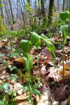 Polygonatum