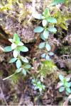 Galium palustre