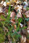 Rabelera holostea