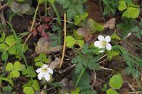 Oxalis acetosella