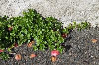 Polycarpon tetraphyllum