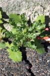 Senecio vulgaris