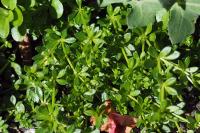 Galium murale