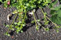 Stellaria media