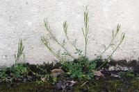 Cardamine hirsuta