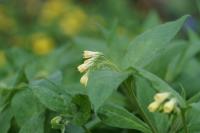 Symphytum tuberosum