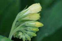 Symphytum tuberosum