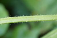 Symphytum tuberosum
