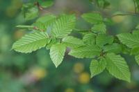Carpinus betulus