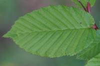 Carpinus betulus