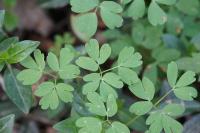 Isopyrum thalictroides