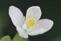Isopyrum thalictroides