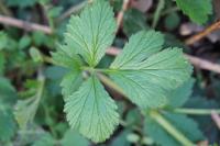 Geum urbanum