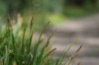 Carex sylvatica