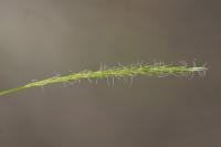 Carex sylvatica
