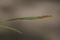 Carex sylvatica