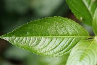 Mercurialis perennis