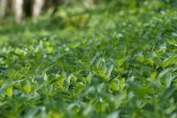 Mercurialis perennis