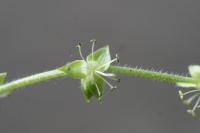 Mercurialis perennis