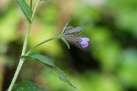 Pulmonaria affinis