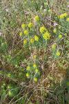 Euphorbia cyparissias