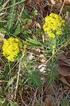 Euphorbia cyparissias