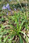 Hyacinthoides non-scripta