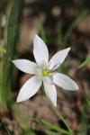 Ornithogalum umbellatum