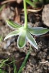 Ornithogalum umbellatum