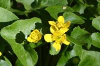 Caltha palustris
