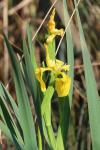 Iris pseudacorus