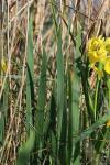 Iris pseudacorus