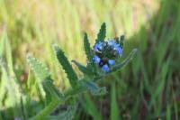 Buglossoides arvensis