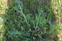 Buglossoides arvensis