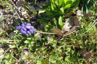 Muscari neglectum