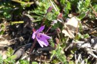 Erodium cicutarium